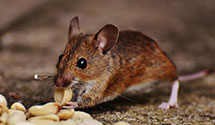 24 Hour & Emergency Exterminators in Sinking Spring, PA